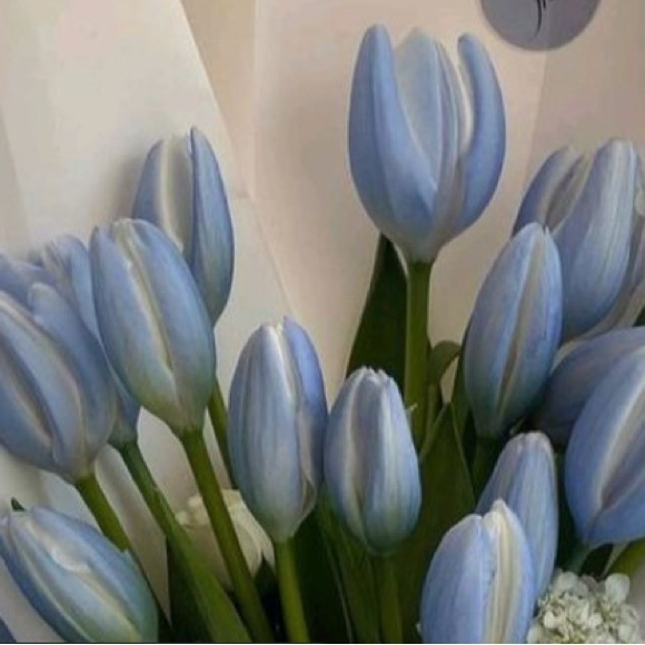 bluetuiips